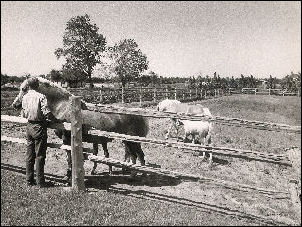 Tom Hastings with horses